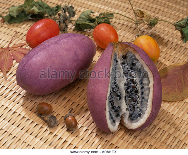 Chocolate vine Japan Stock Photo, Royalty Free Image 10023289 Alamy