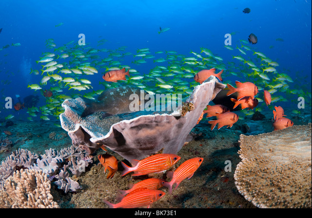 Colorful coral reef scene, South Africa Stock Photo