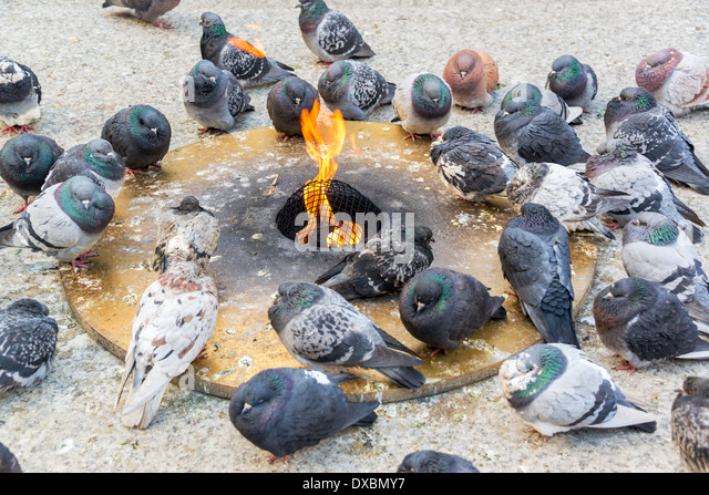 pigeons-trying-to-keep-warm-by-an-eterna