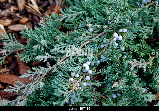 Blue Rug Juniper, Creeping Juniper (juniperus Horizontalis Glauca Stock ...