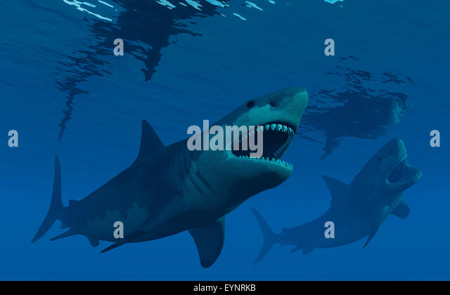 Giant Megalodon Sharks. Stock Photo
