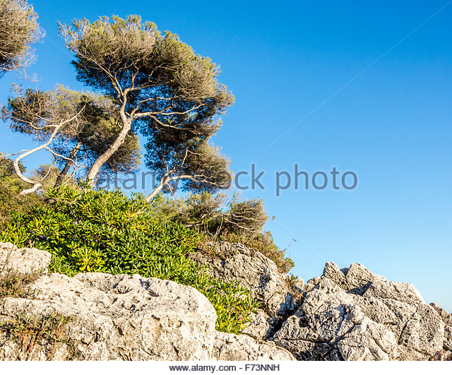 Image hotlink - 'http://c640c.alamy.com/640c/f73nnh/trees-in-cap-martin-f73nnh.jpg' Image hotlink - 'http://c640c.alamy.com/640c/f73nnh/trees-in-cap-martin-f73nnh.jpg'