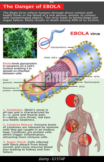 The dangers of ebola virus